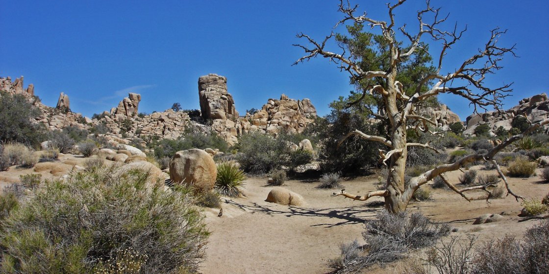 Joshua Tree_Hidden Valley