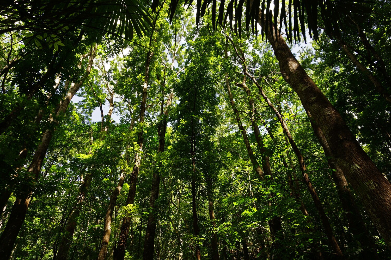 Bilar Man Made Forest