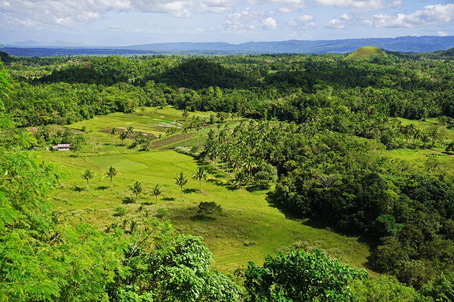 Chocolate Hills
