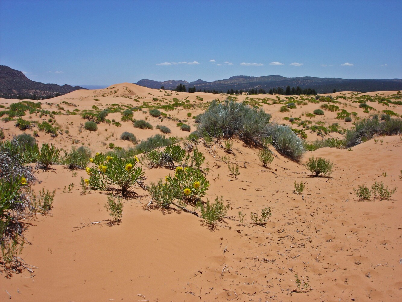 Coral Pink Sanddunes