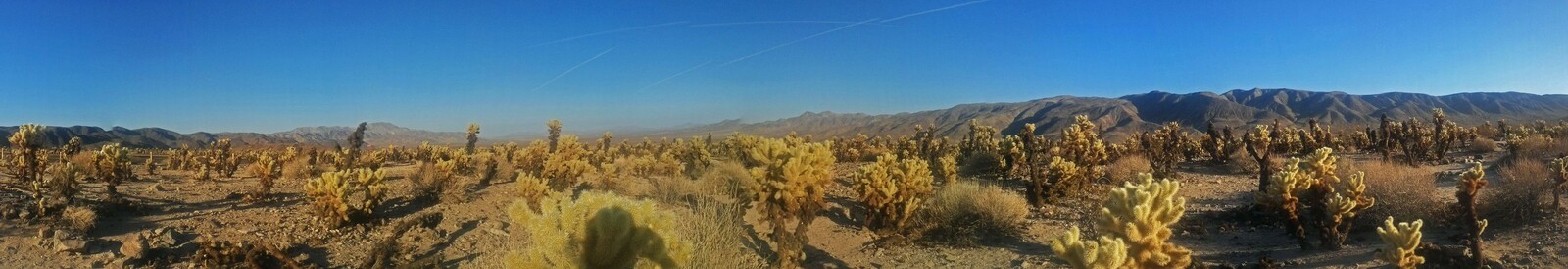 © ziegler.world Joshua Tree_Cholla Catus Garden