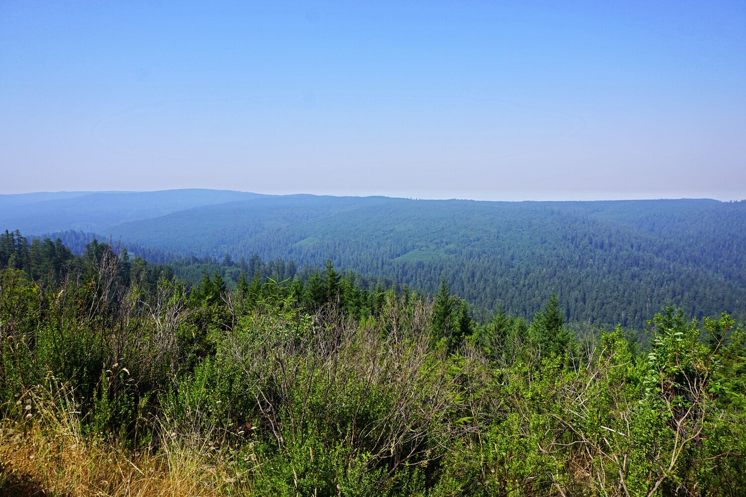 Fahrt zum Tall Trees Grove