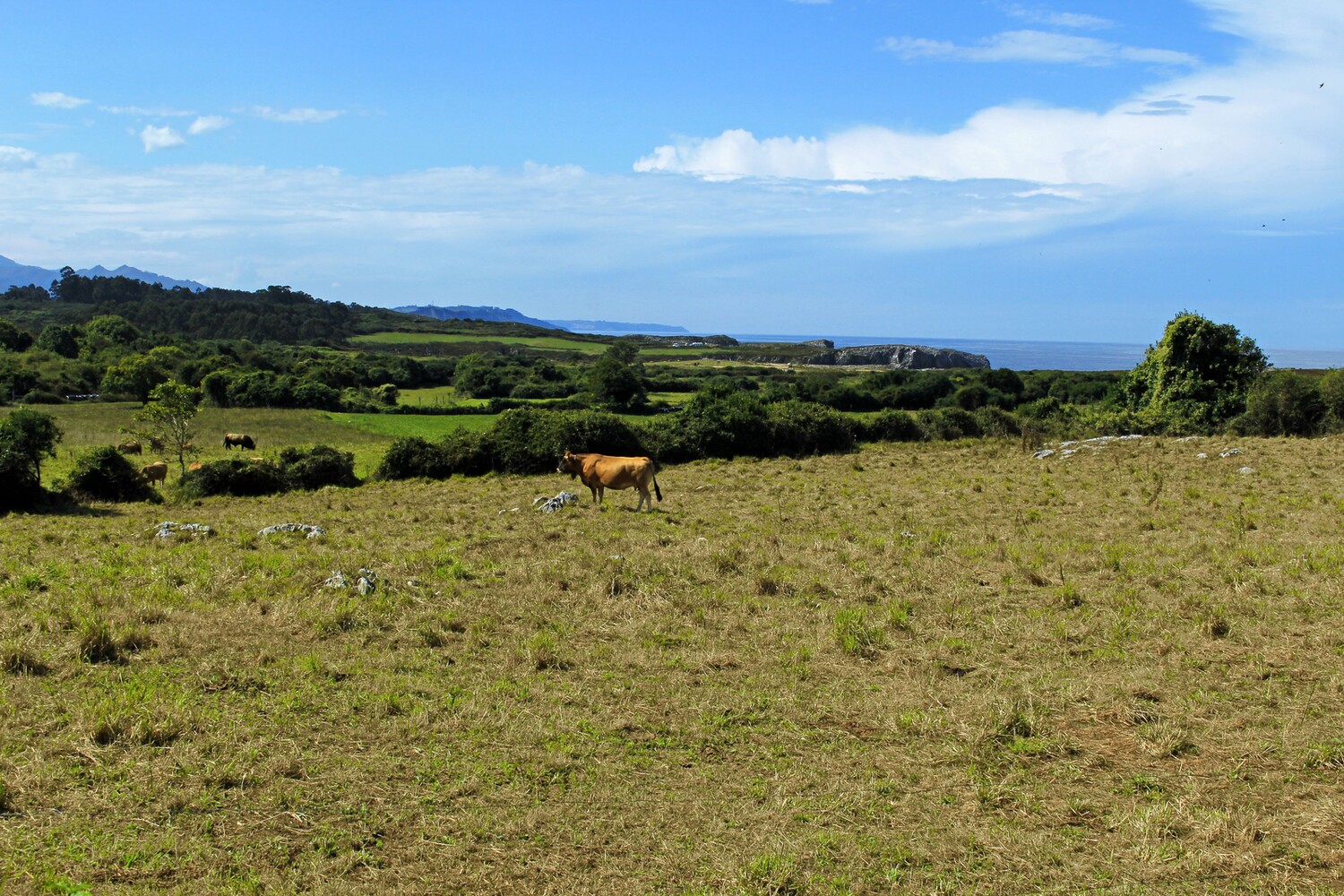 Formación de Las Grallas_Kühe