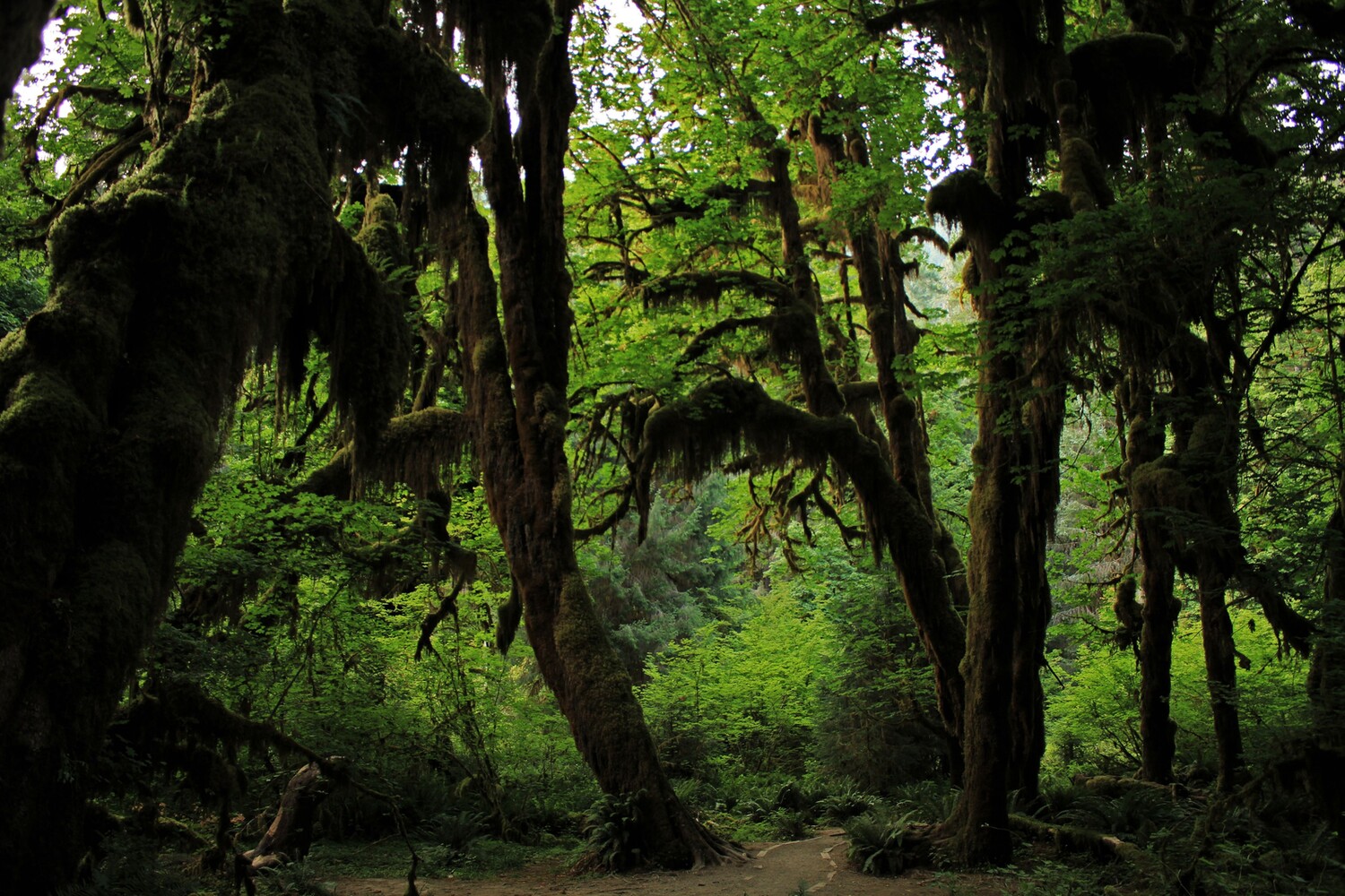 Hoh Rainforest