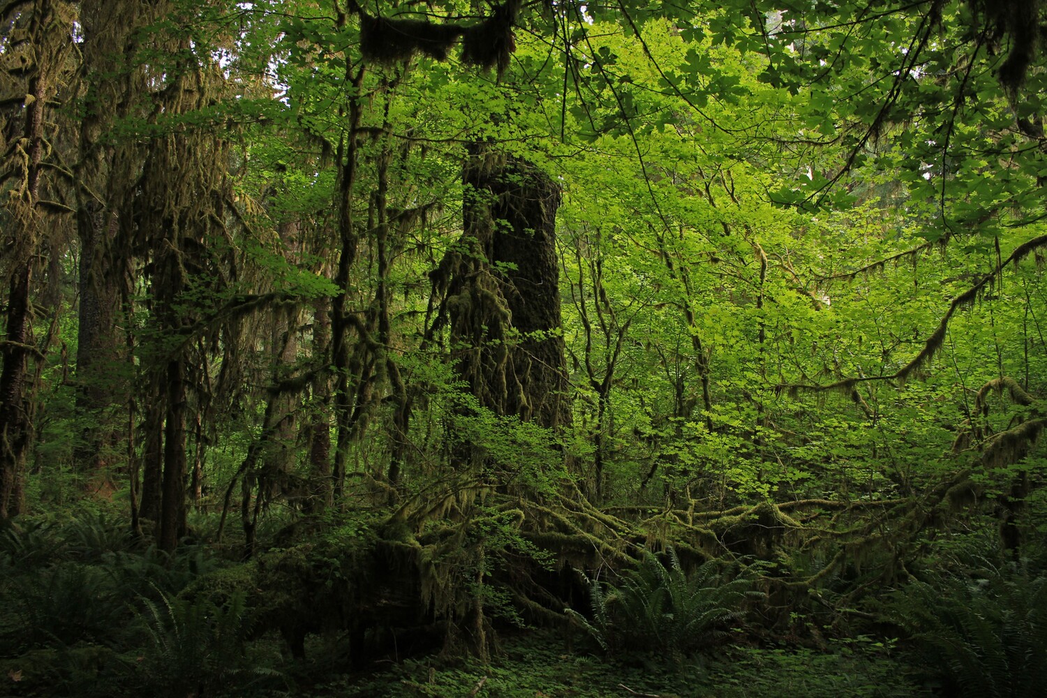 Hoh Rainforest