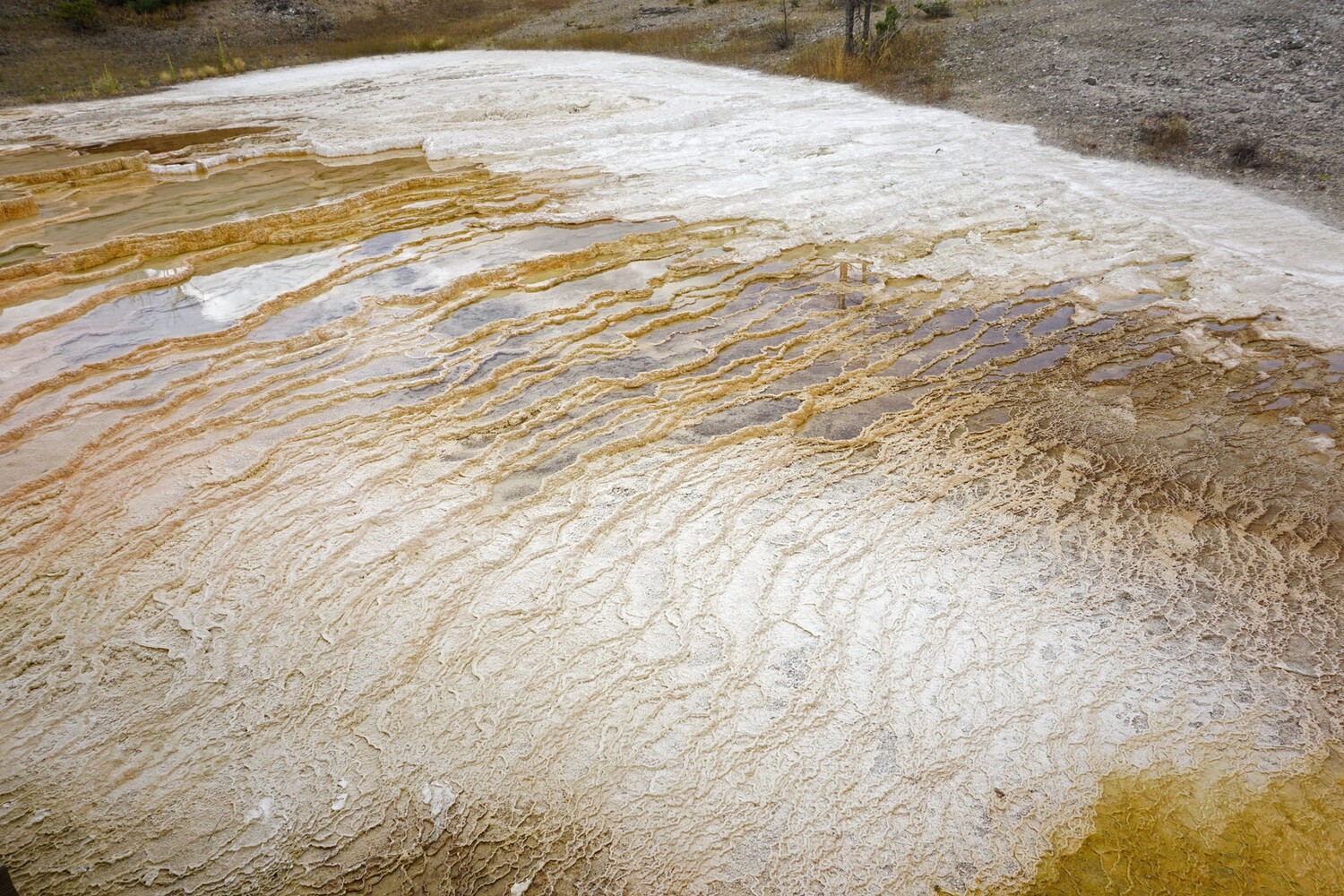 Mammoth Hot Springs