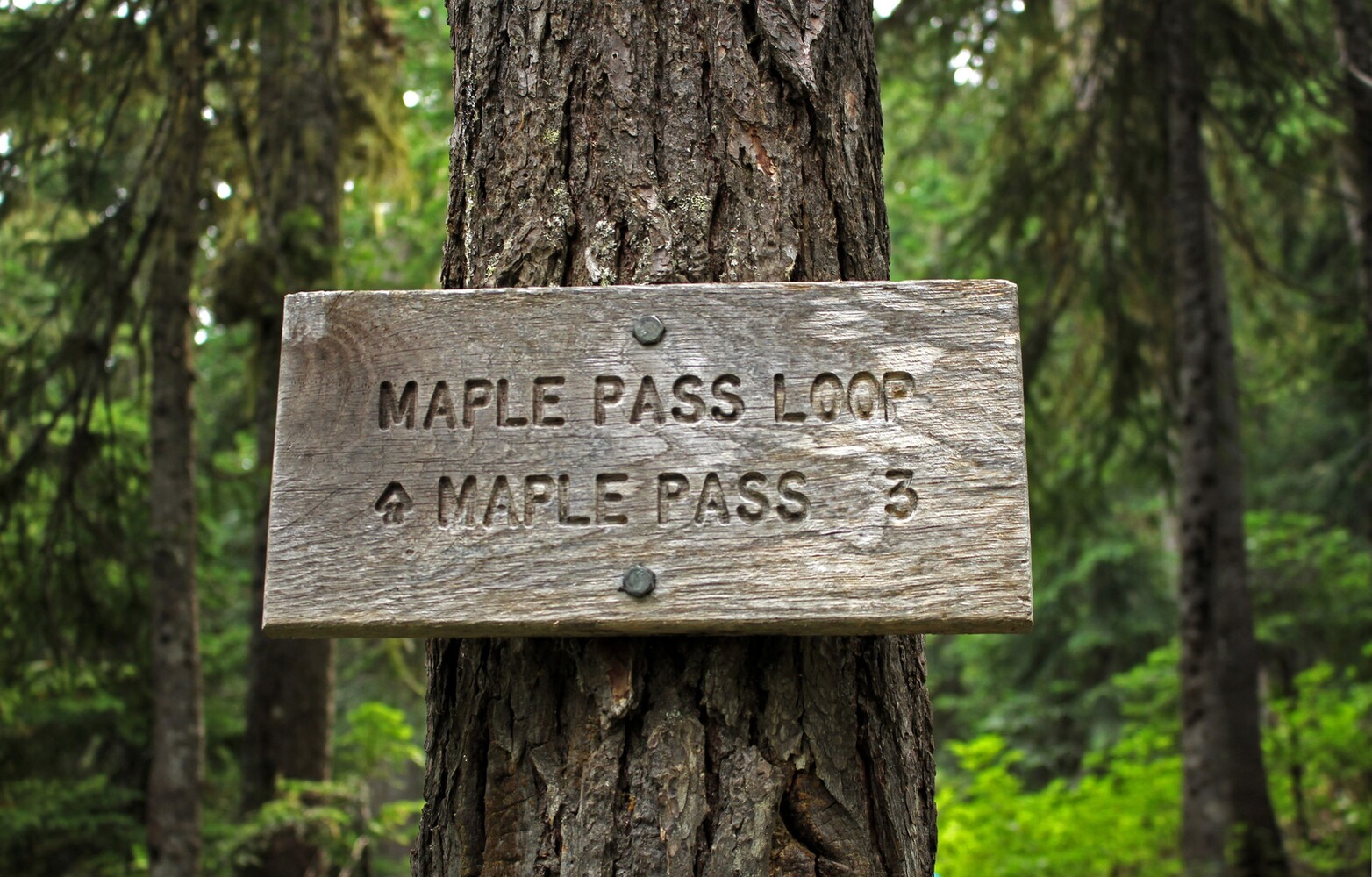 Maple Pass Loop