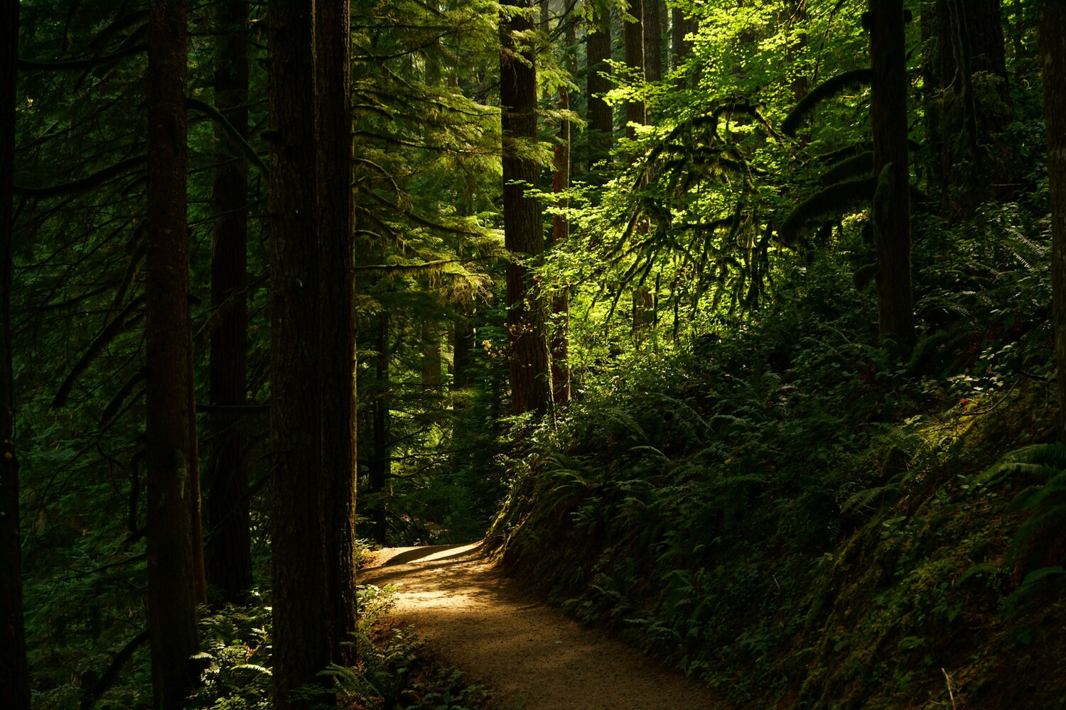 Silver Falls State Park