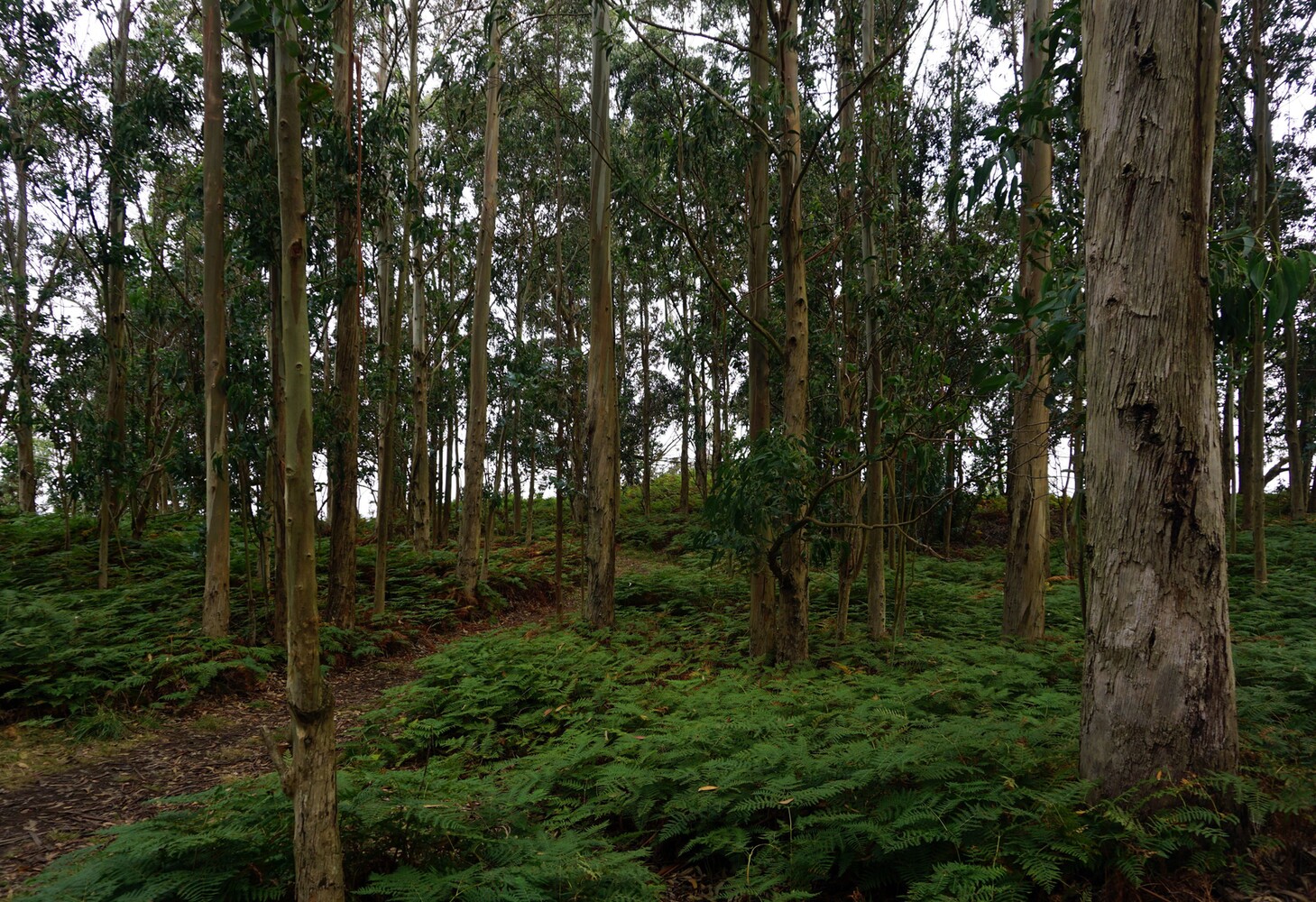 Punta de Fucino do Porco