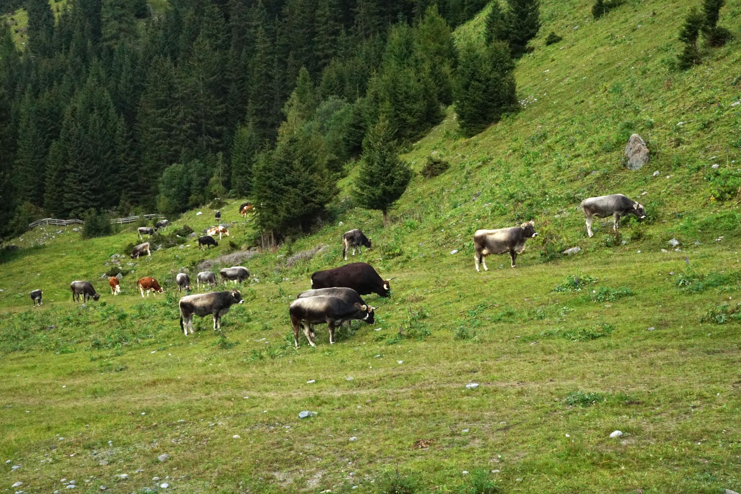 Kaunertal_Kuehe