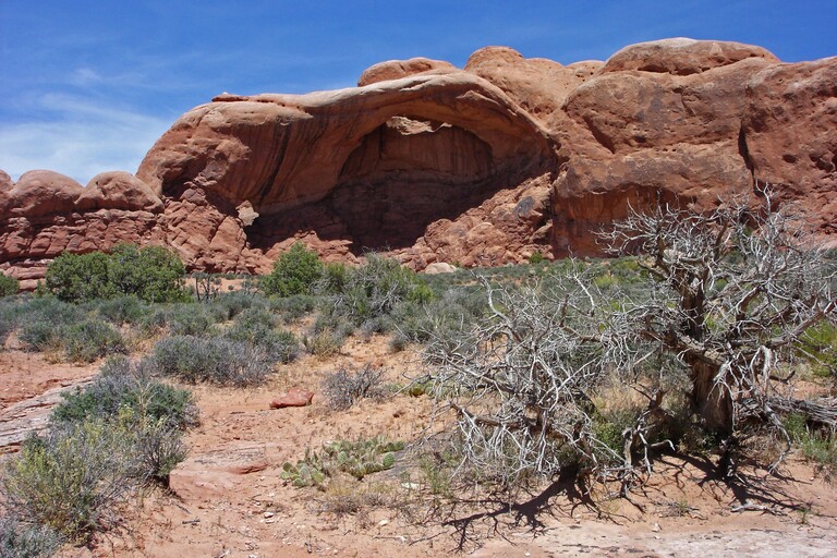 Arches_Windows Section