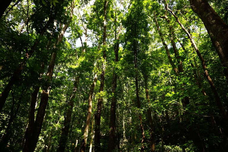 Bilar Man Made Forest