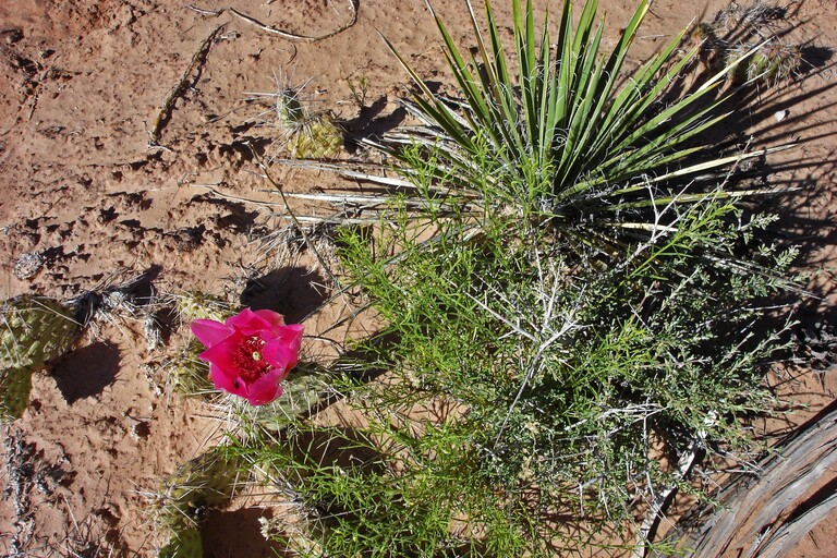 Canyonlands_Pflanzen