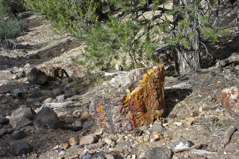 Escalante Petrified Forest