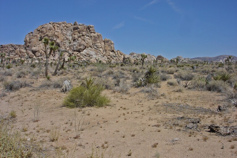 Joshua Tree_Einfahrt