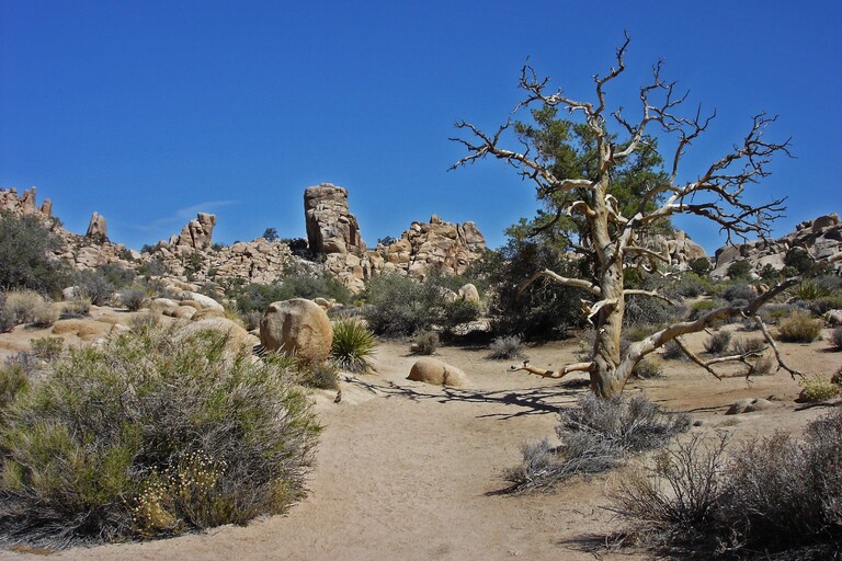 Joshua Tree_Hidden Valley