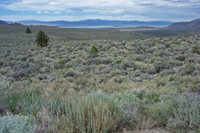 Mono Lake