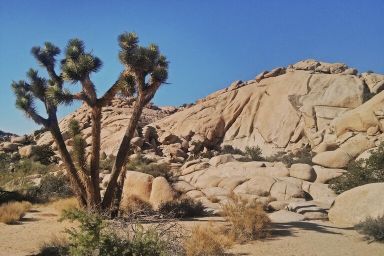 © ziegler.world Joshua Tree_Barker Dam