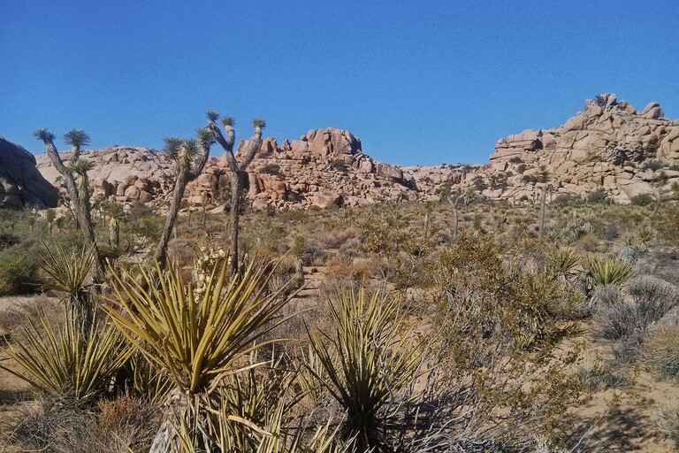 © ziegler.world Joshua Tree_Barker Dam