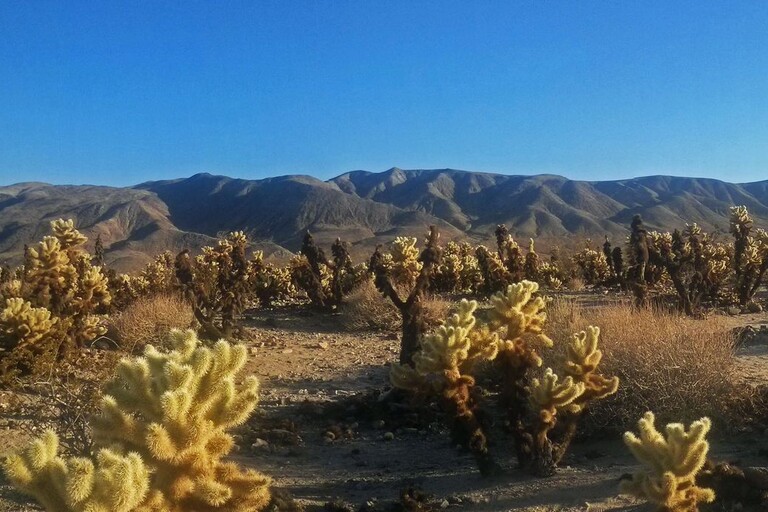 © ziegler.world Joshua Tree_Cholla Catus Garden