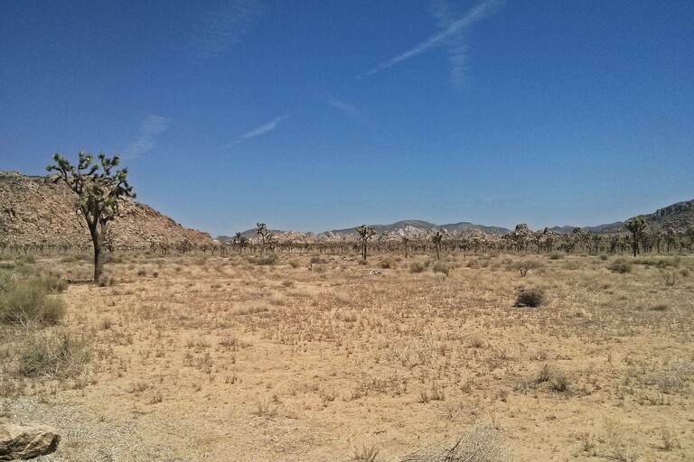 © ziegler.world Joshua Tree_Einfahrt