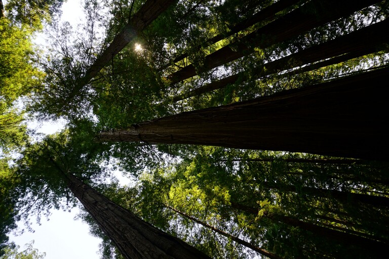 Avenue of the Giants