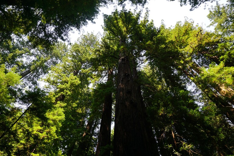 Avenue of the Giants