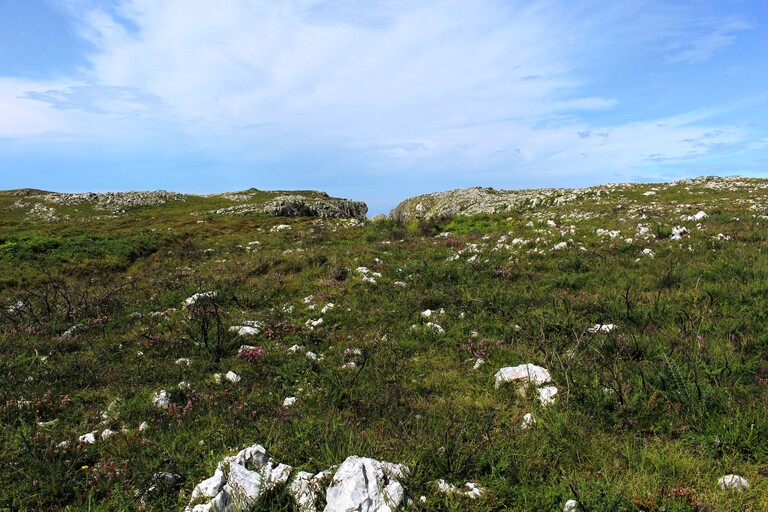 Formación de Las Grallas