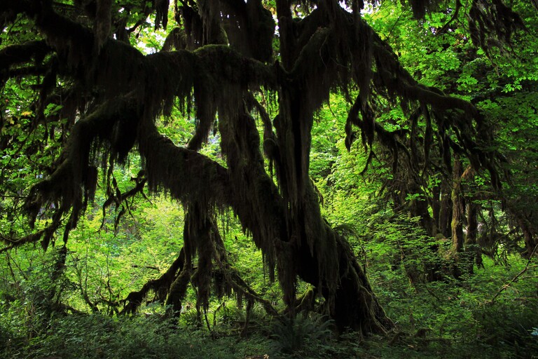 Hoh Rainforest