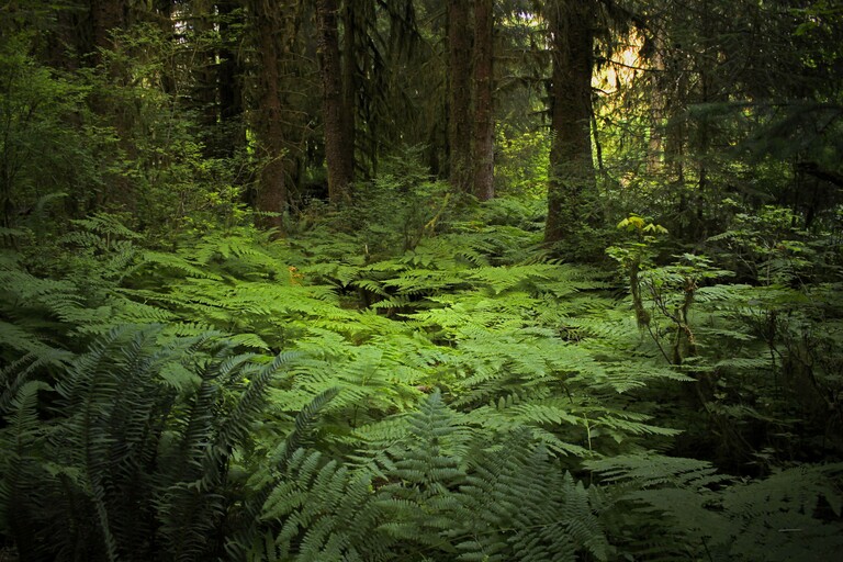 Hoh Rainforest