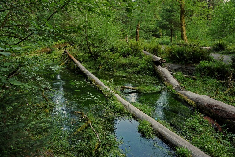 Hoh Rainforest