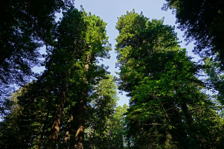 Lady Bird Johnson Grove