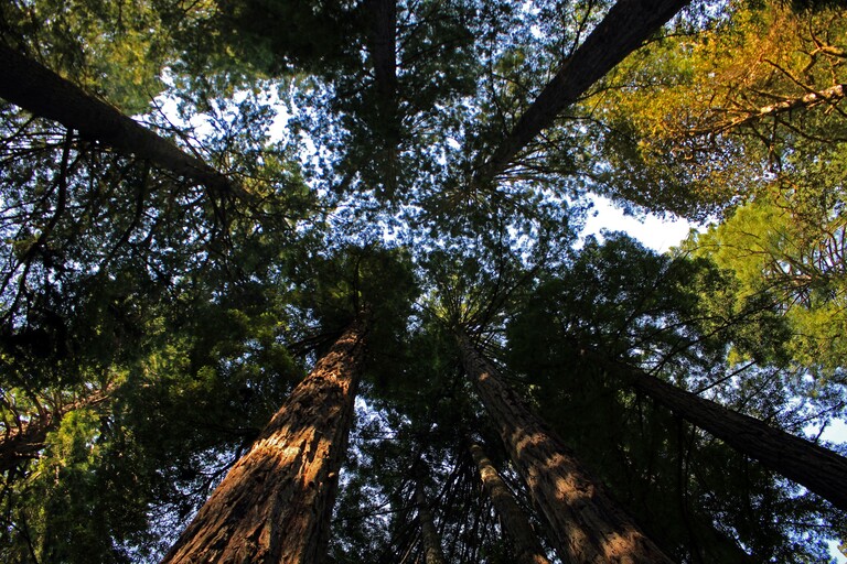 Lady Bird Johnson Grove