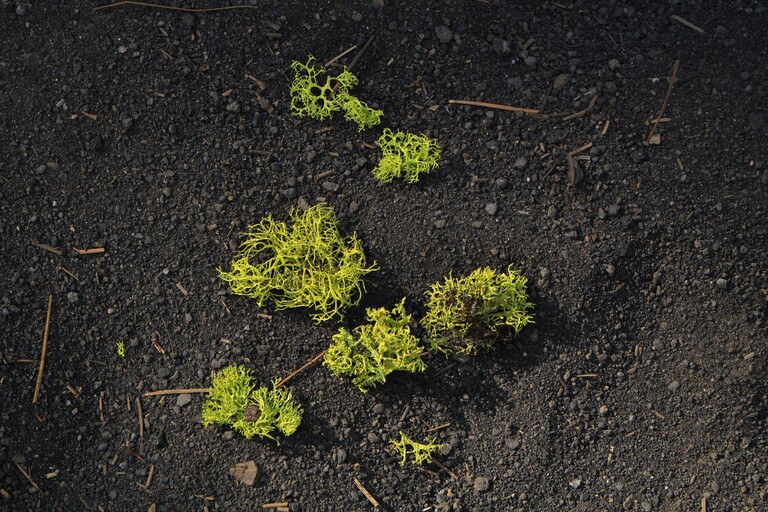 Lassen Volcanic_Cinder Cone
