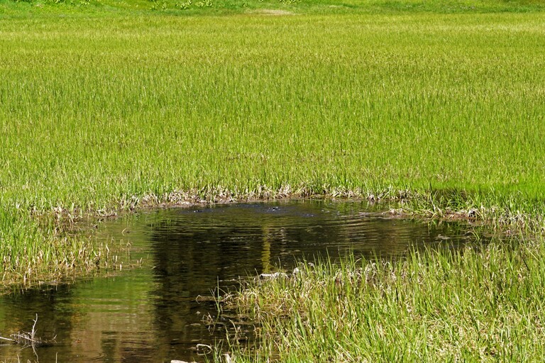 Lassen Volcanic_Cold Boiling Lake