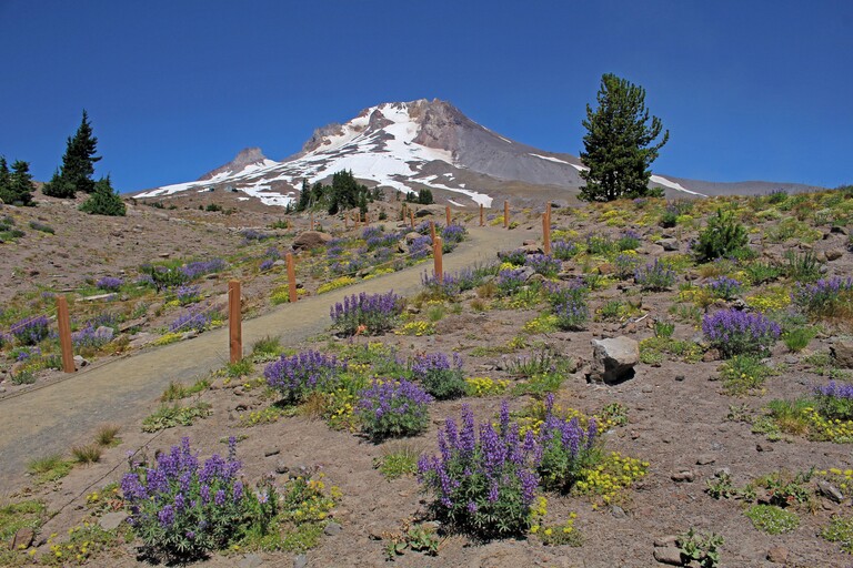 Mt Hood