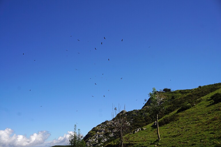 Picos de Europa_Vögel