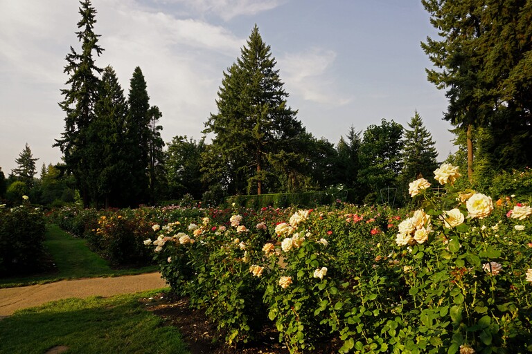 Rose Garden