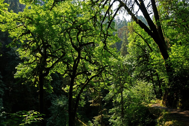 Silver Falls State Park