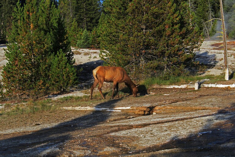 West Thumb Geysir Basin