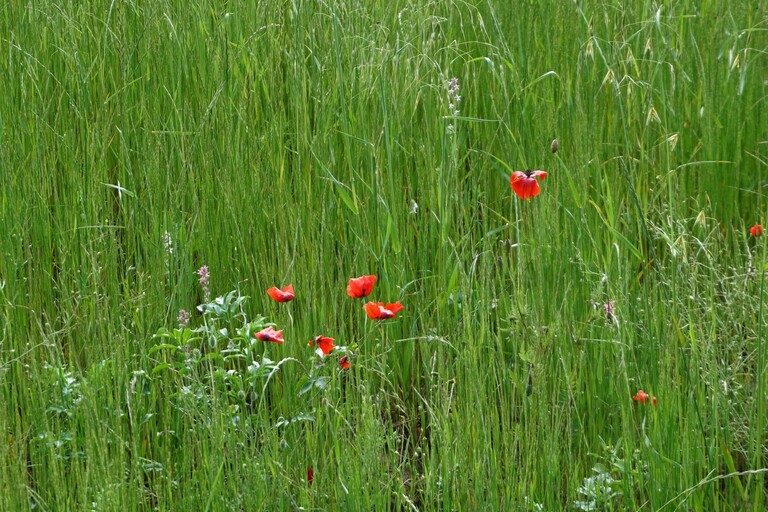 San Galgano_Mohn