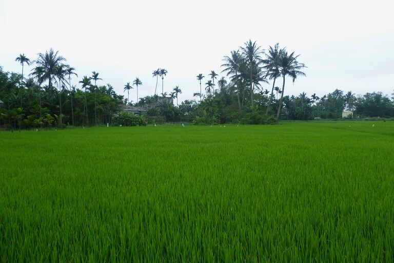 Hoi An Reisfelder
