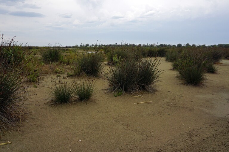 Divjaka Karavasta NP