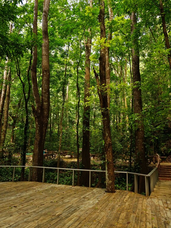 Bilar Man Made Forest