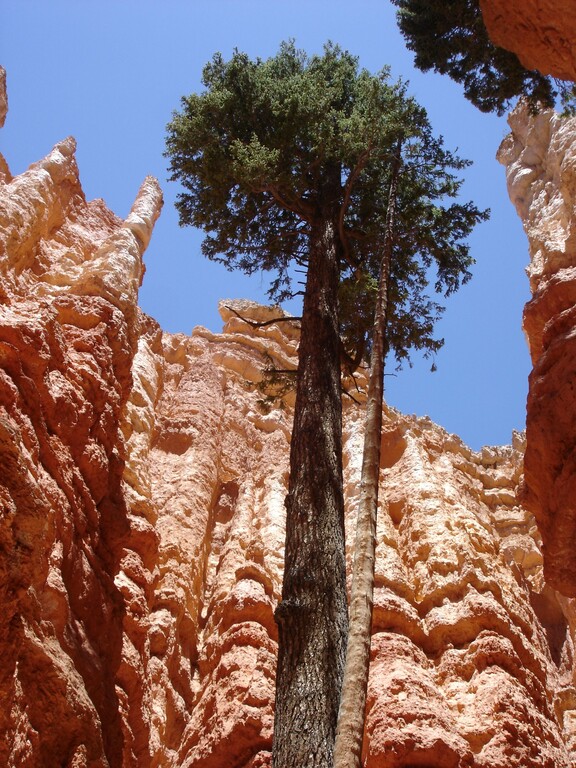 Bryce Canyon_Navajo Loop