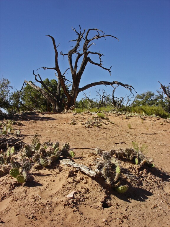 Canyonlands_Pflanzen