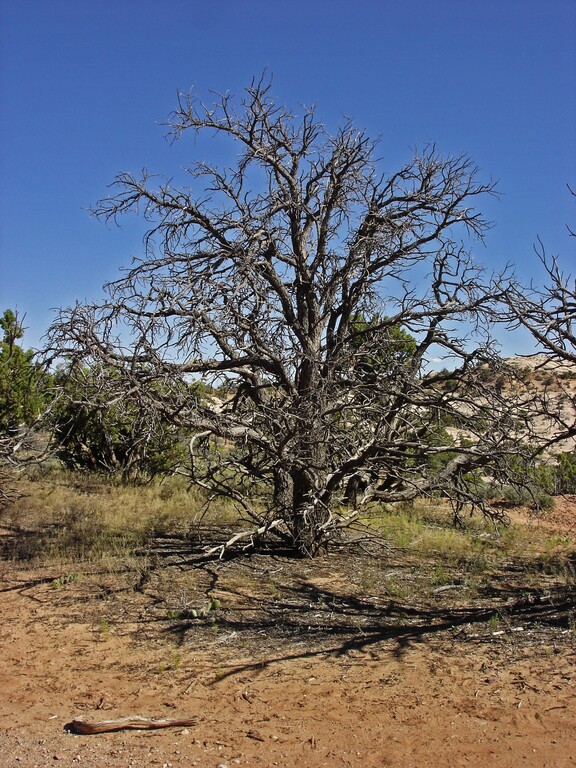 Canyonlands_Pflanzen