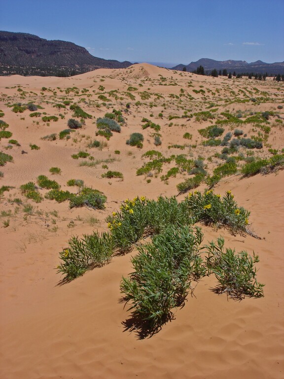Coral Pink Sanddunes