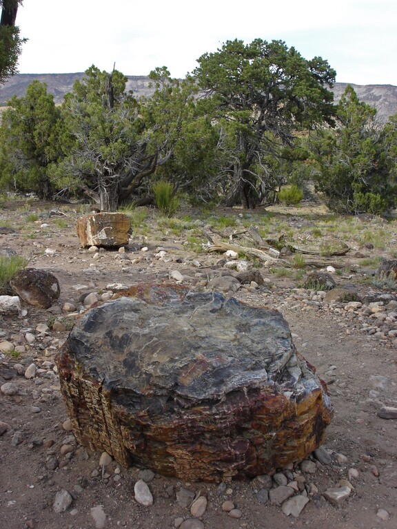 Escalante Petrified Forest