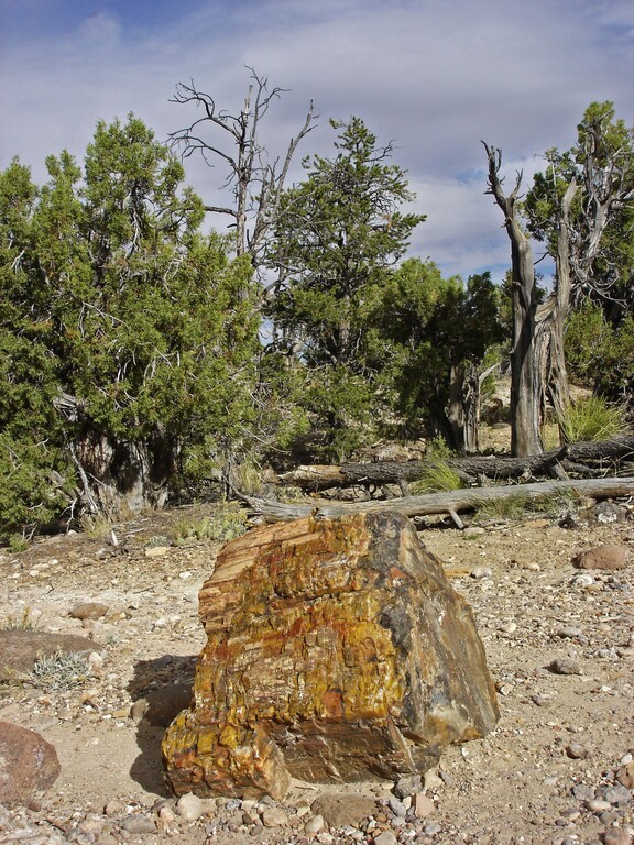Escalante Petrified Forest